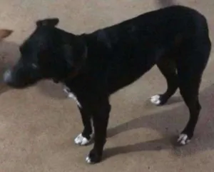 Cachorro raça sem raça idade 1 ano nome nina