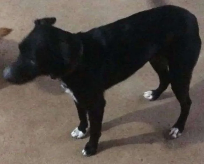 Cachorro ra a sem raça idade 1 ano nome nina