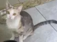 Filó