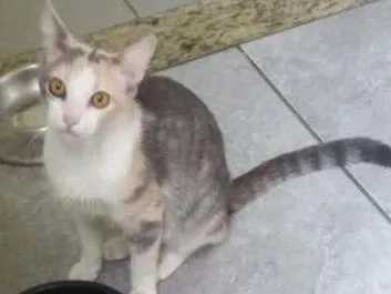Gato raça SRD idade 7 a 11 meses nome Filó