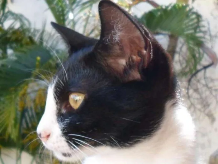 Gato raça indefinida idade 2 a 6 meses nome Pinta