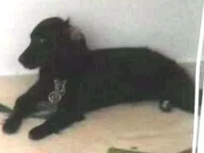 Cachorro ra a Vira lata idade 1 ano nome Jhuly