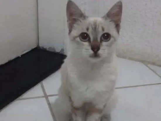 Gato ra a SRD idade  nome Lolla