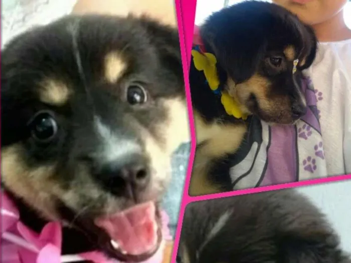 Cachorro raça S. R. D idade 2 a 6 meses nome Luma 