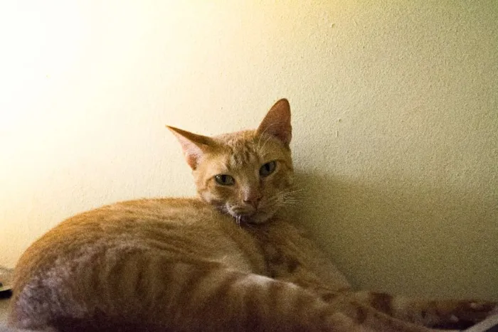Gato ra a Tigrado idade 3 anos nome Charlie