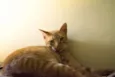 Charlie