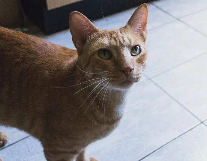 Gato ra a Tigrado idade 3 anos nome Charlie