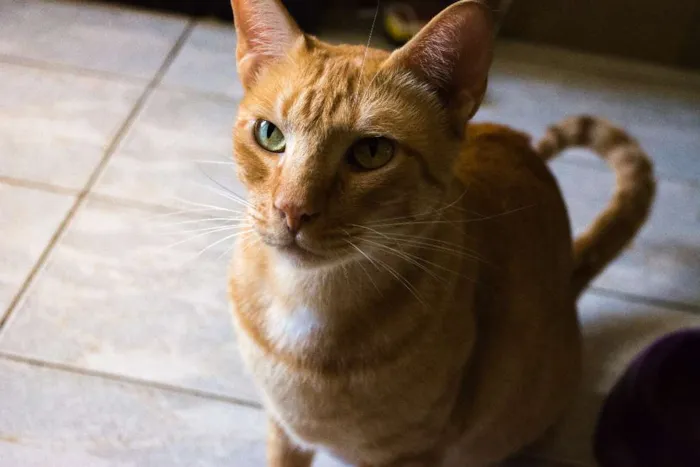 Gato ra a Tigrado idade 3 anos nome Charlie