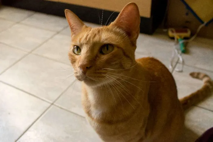 Gato ra a Tigrado idade 3 anos nome Charlie