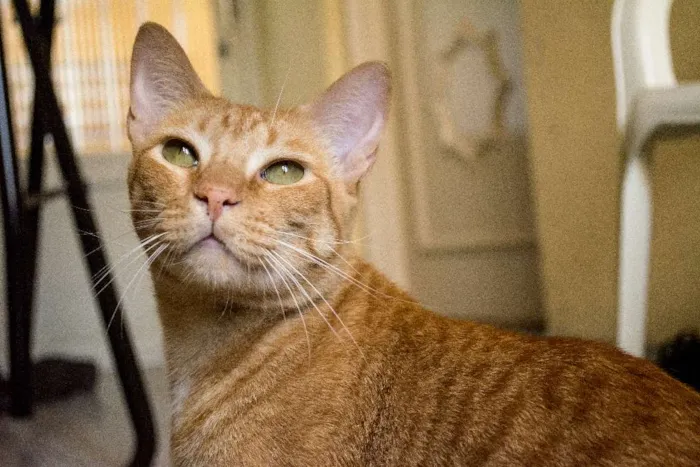Gato ra a Tigrado idade 3 anos nome Charlie