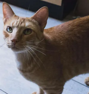 Gato raça Tigrado idade 3 anos nome Charlie
