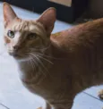 Charlie