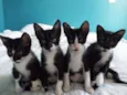 Gatinhos