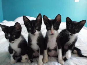 Gato raça Sem raça definida idade 2 a 6 meses nome Gatinhos