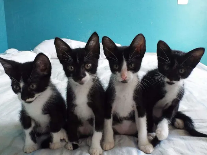 Gato ra a Sem raça definida idade 2 a 6 meses nome Gatinhos