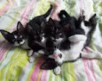 Gatinhos