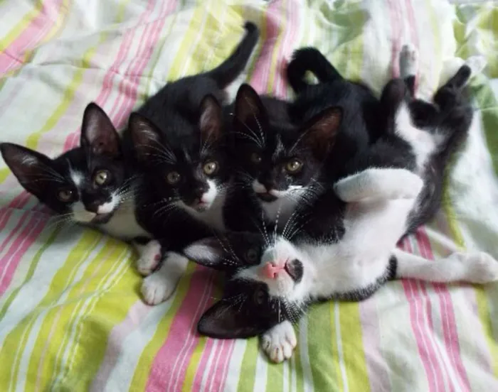 Gato ra a Sem raça definida idade 2 a 6 meses nome Gatinhos