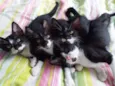 Gatinhos