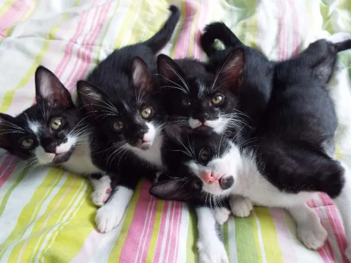 Gato ra a Sem raça definida idade 2 a 6 meses nome Gatinhos