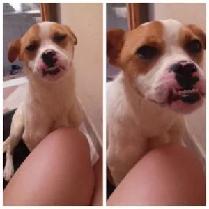 Cachorro raça Mestiça ( Pitbull e vira lata). idade 7 a 11 meses nome Safira