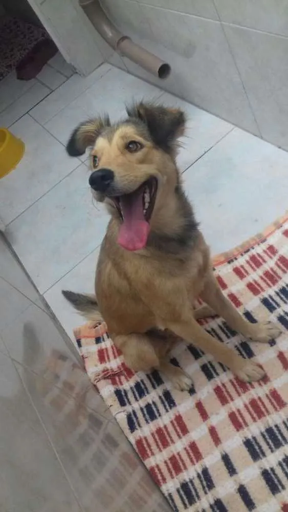 Cachorro ra a srd idade 2 anos nome Leona