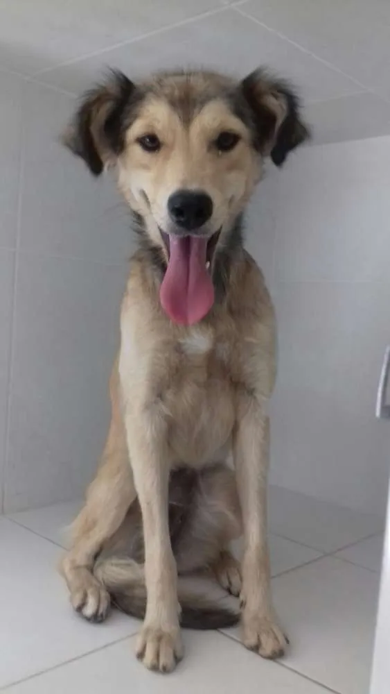 Cachorro ra a srd idade 2 anos nome Leona