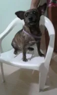 Mel