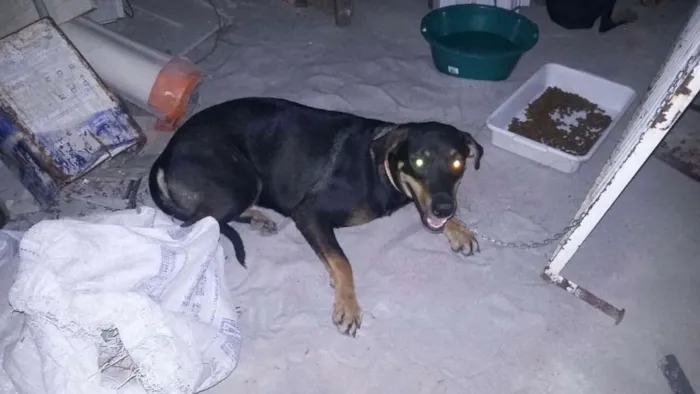 Cachorro raça Hotvale idade 7 a 11 meses nome Libra