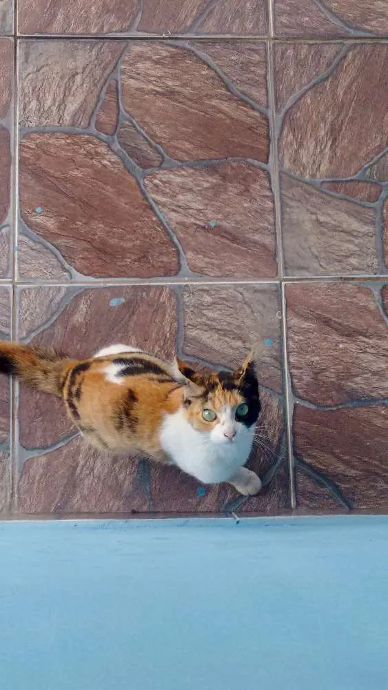 Gato ra a Vira lata idade 1 ano nome Antônia (mas pode mu