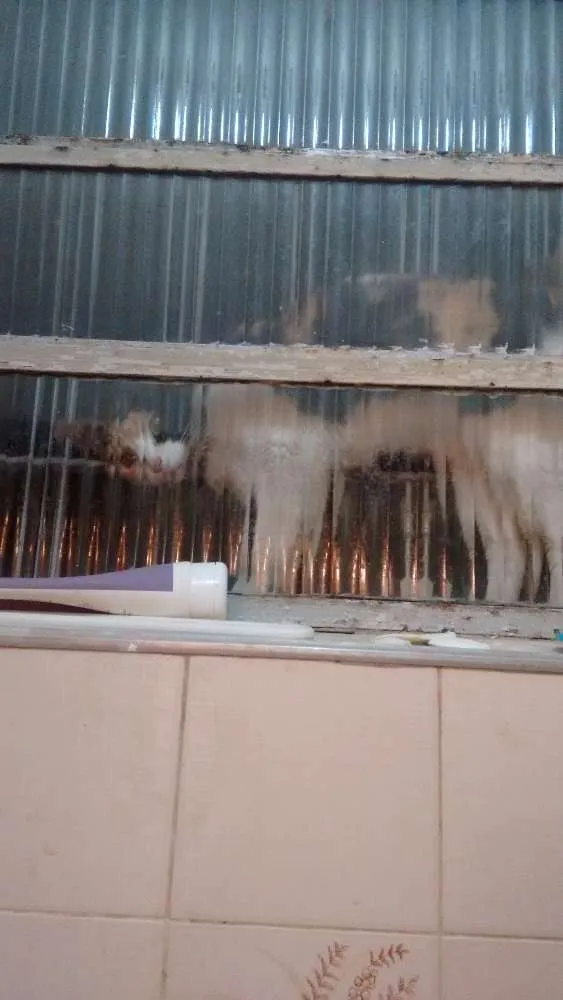Gato ra a Vira lata idade 1 ano nome Antônia (mas pode mu