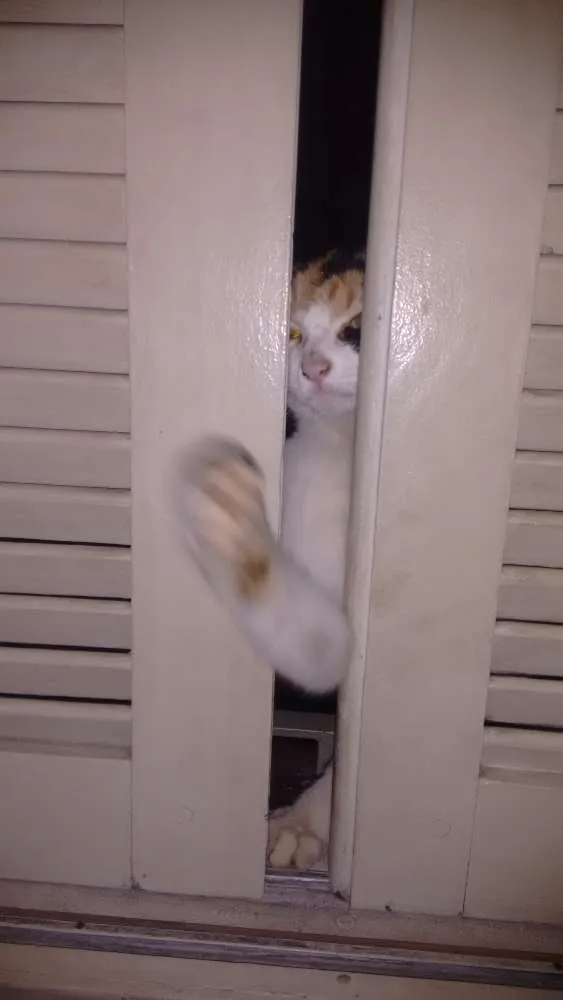 Gato ra a Vira lata idade 1 ano nome Antônia (mas pode mu