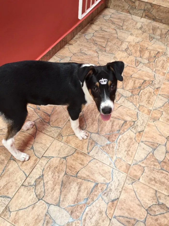 Cachorro ra a Sem raça definida  idade 2 a 6 meses nome Sem nome 