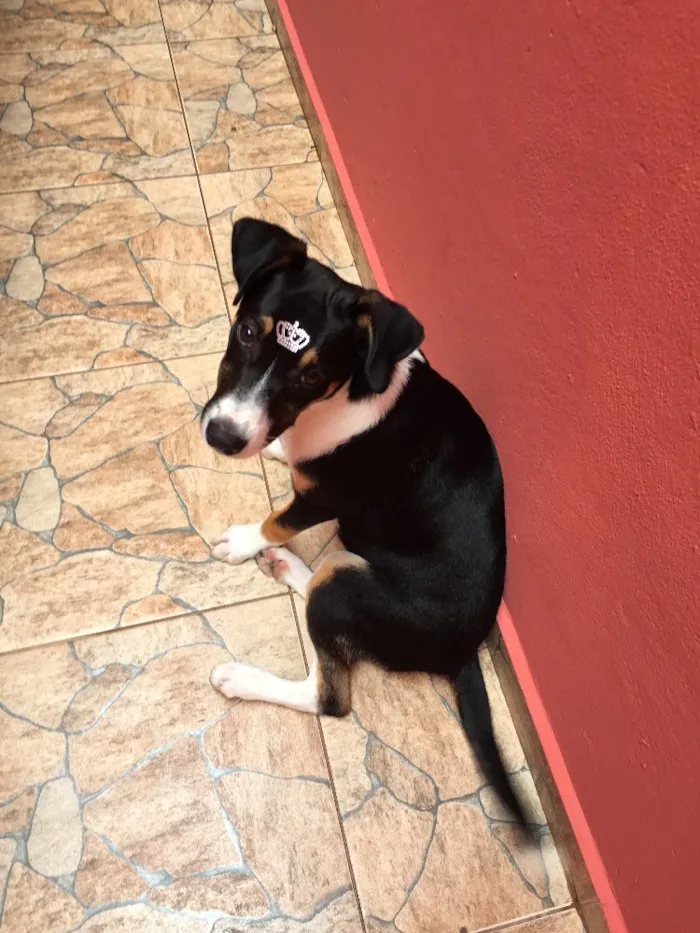 Cachorro ra a Sem raça definida  idade 2 a 6 meses nome Sem nome 