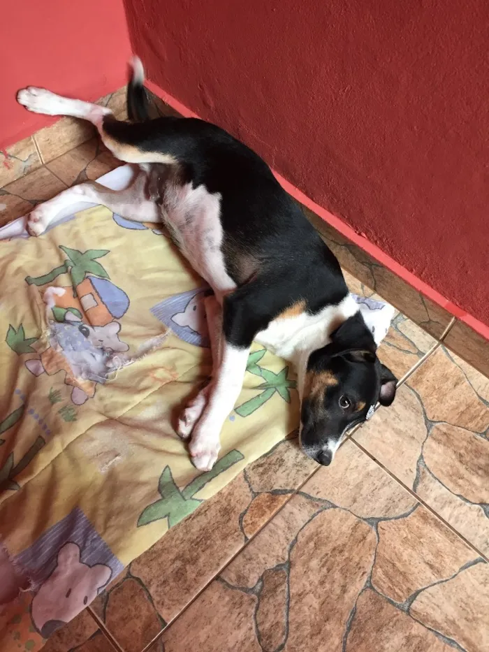 Cachorro ra a Sem raça definida  idade 2 a 6 meses nome Sem nome 