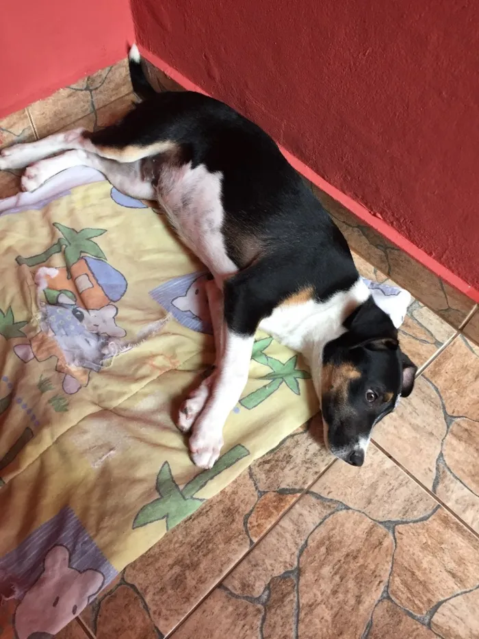 Cachorro ra a Sem raça definida  idade 2 a 6 meses nome Sem nome 