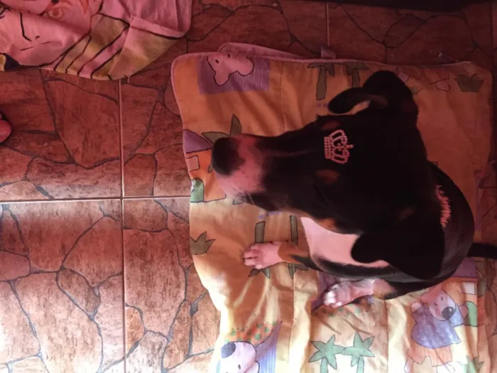 Cachorro ra a Sem raça definida  idade 2 a 6 meses nome Sem nome 