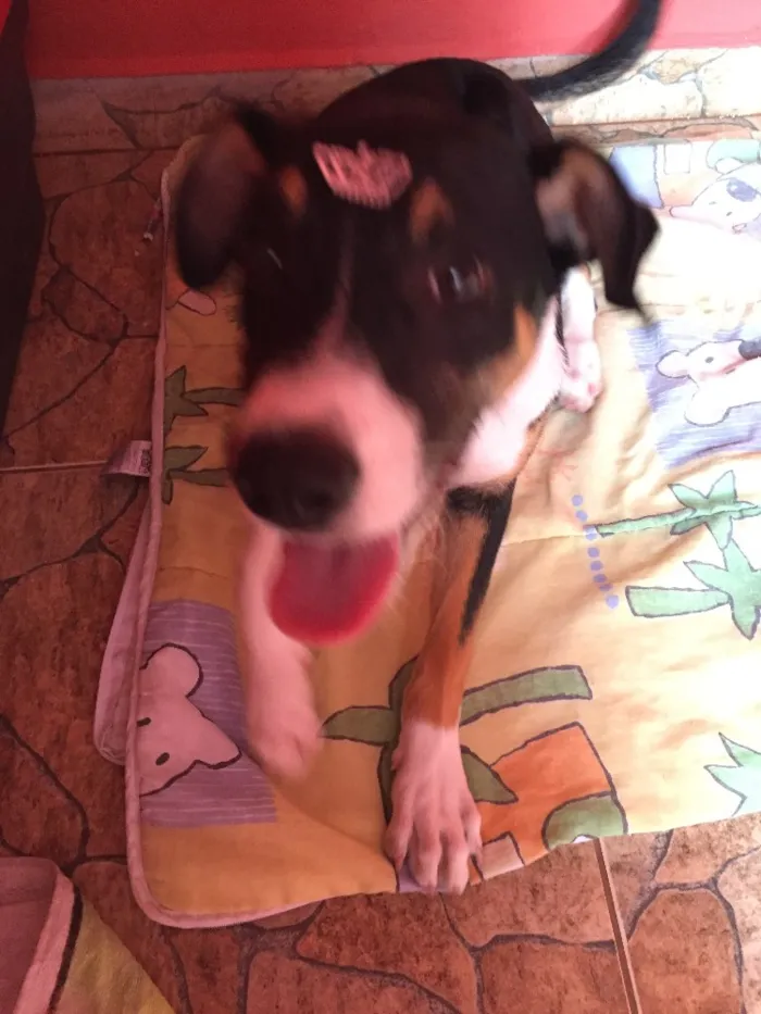Cachorro ra a Sem raça definida  idade 2 a 6 meses nome Sem nome 