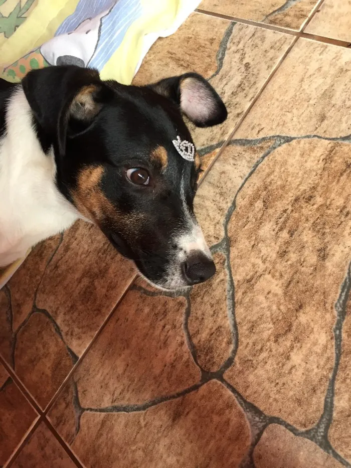 Cachorro ra a Sem raça definida  idade 2 a 6 meses nome Sem nome 