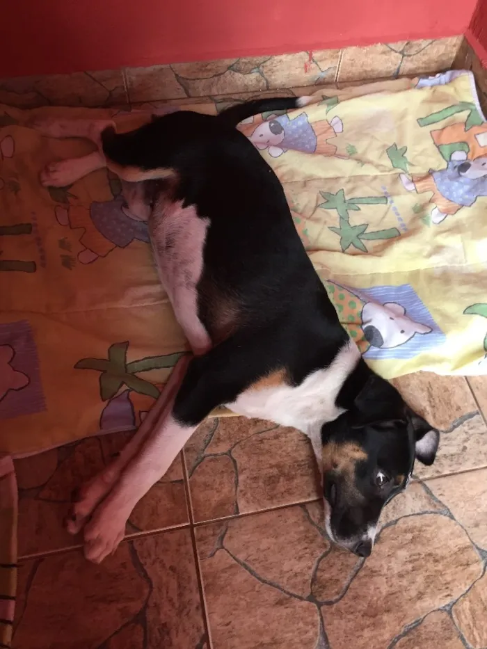 Cachorro ra a Sem raça definida  idade 2 a 6 meses nome Sem nome 