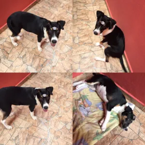 Cachorro raça Sem raça definida  idade 2 a 6 meses nome Sem nome 