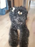 Mel