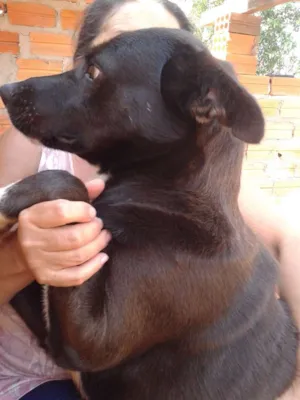 Cachorro raça Pastor alemão  idade 3 anos nome Chicle