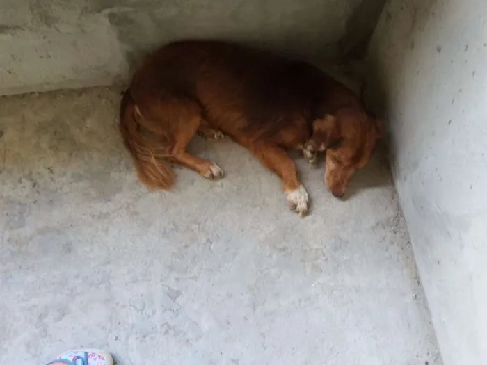 Cachorro ra a Srd idade 3 anos nome Chocolate