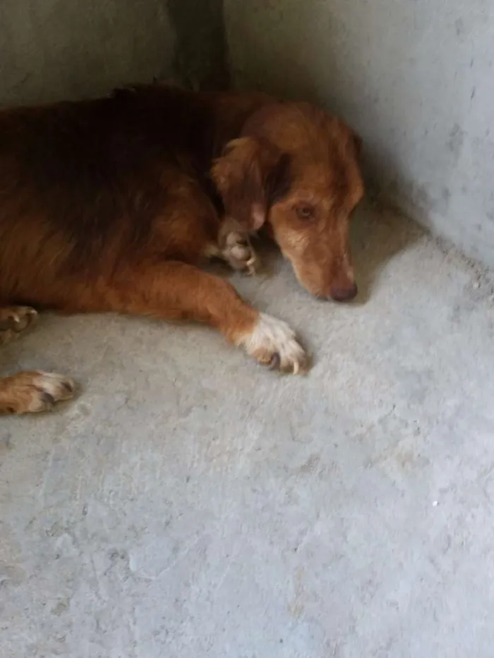 Cachorro ra a Srd idade 3 anos nome Chocolate