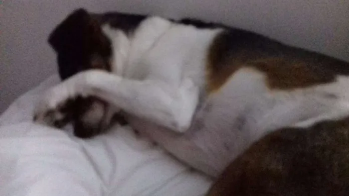 Cachorro ra a Fox paulistinha idade 3 anos nome FIFI  