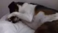 FIFI