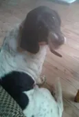 Susi