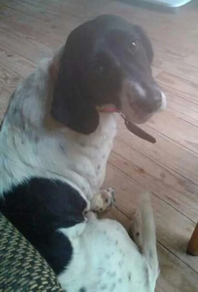 Cachorro ra a cocker  idade 2 anos nome Susi