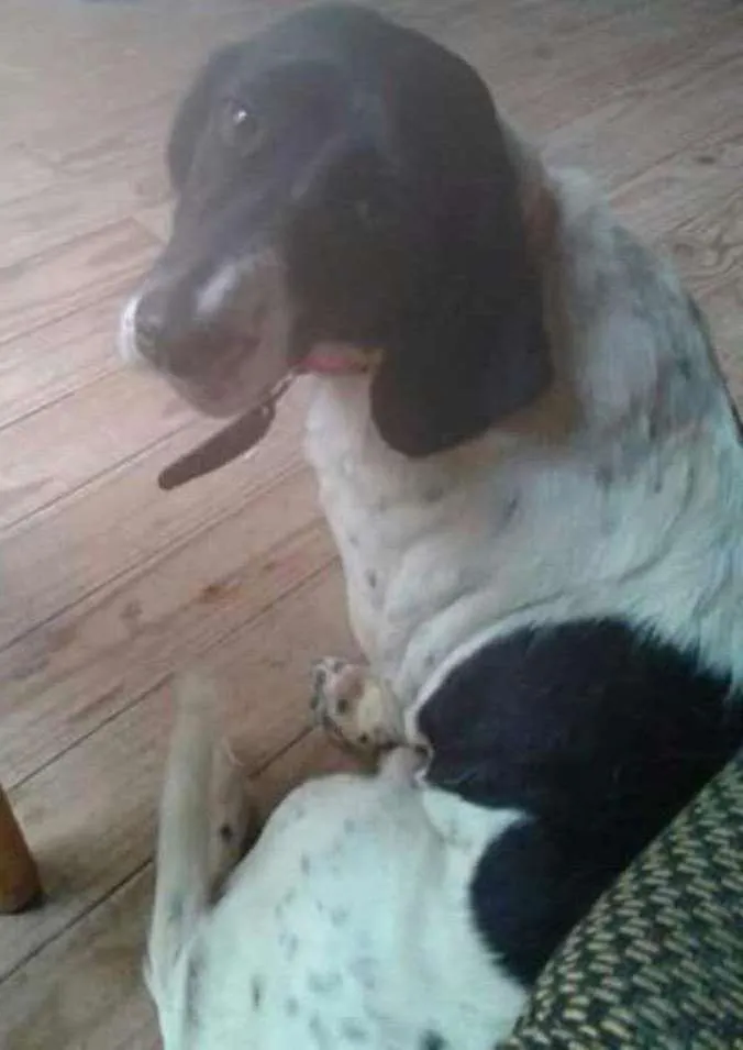 Cachorro ra a cocker  idade 2 anos nome Susi