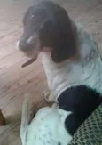 Susi
